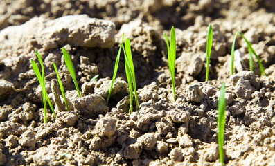 New sprout of wheat
