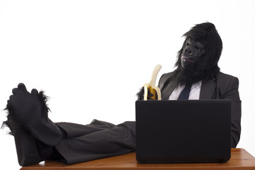 Gorilla relaxing in his office job, white background. - obrazy, fototapety, plakaty