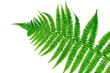 Green leaf of fern isolated on white