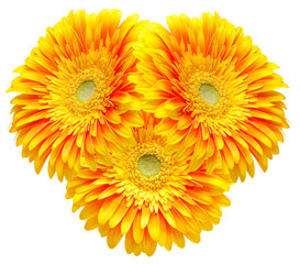 gerber flower isolated on white background