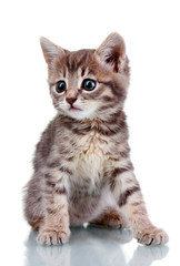 Fototapeta premium Śmieszny kotek szary na białym tle