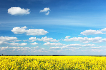 field