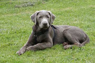 grauer Labradorwelpe