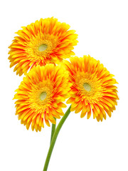 gerber flower isolated on white background