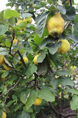 quince tree
