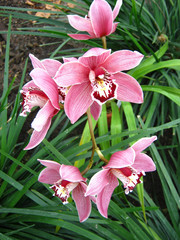 pink orchid