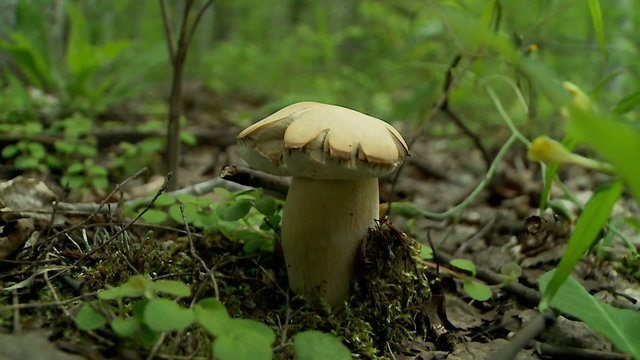 cep