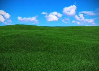 field of green grass and blue sky