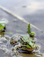 green frog