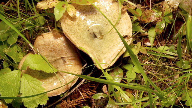 saffron milk cap
