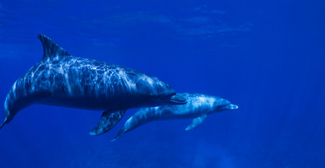 Mère et bébé dauphins.