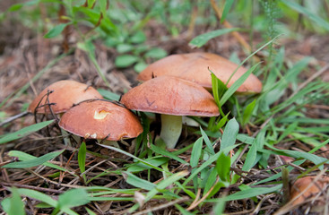 Edible mushrooms in the grass