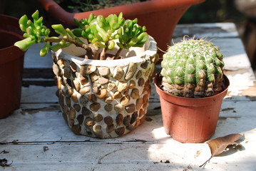 vaso con pianta, dettaglio