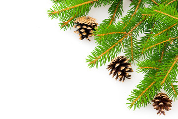 Fir branch