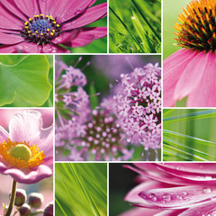 Blumen - Collage