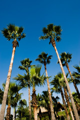 palm trees