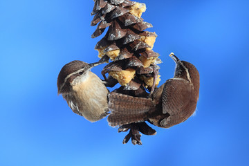 Carolina Wrens On A Pine Cone