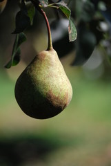 pere ancora attaccate all'albero