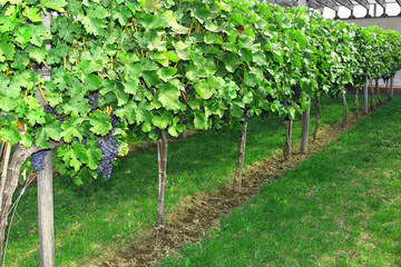 Fototapeta na wymiar Purple grapes growing on vine