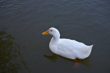 ducks swim in the lake 4