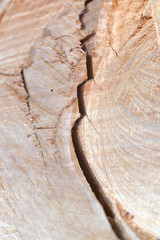 Riss im Holz