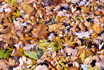 Autumn Leaves