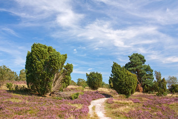Lüneburger Heide, Heidelandschaft mit Wacholder