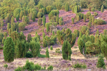 Lüneburger Heide mit Wacholder, Steingrund bei Wilsede