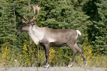 Caribou Walking In The Sun