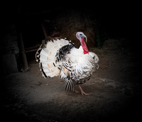 Strutting turkey cock at farm on dark background