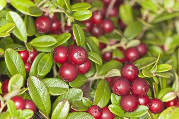 Cowberry background, vibrant photo