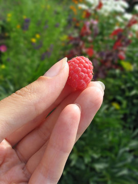 Raspberry in woman's fingers