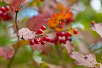 arrowwood with ripe berries