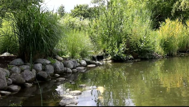 petit bassin aquatique et carpes