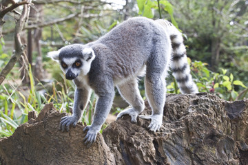 lemur exploring along a branch