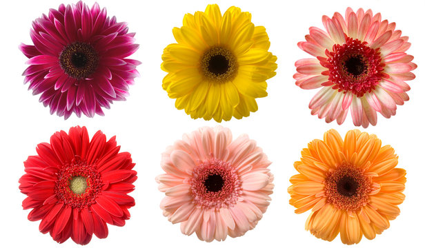 Set of gerberas