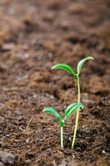 Green seedlings in new life concept