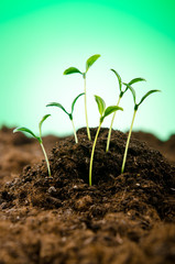 Green seedlings in new life concept