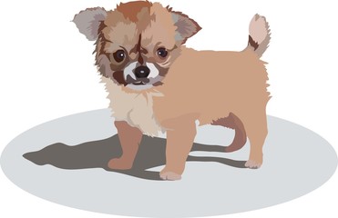 image of little puppy of unknown breed