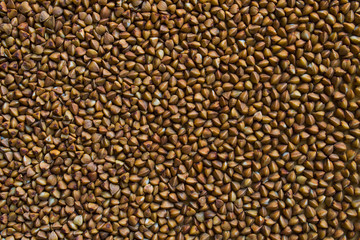 Buckwheat is on a wooden table evenly