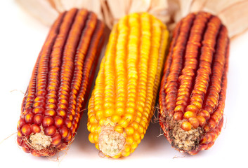 ripe corn