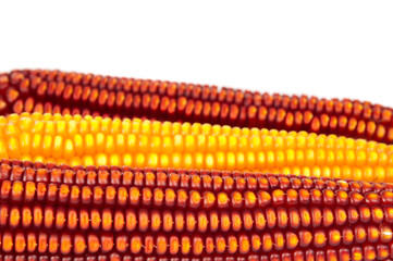 ripe corn