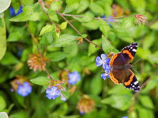 Red Admiral (Vanessa Atalanta) on Periwinkle flower