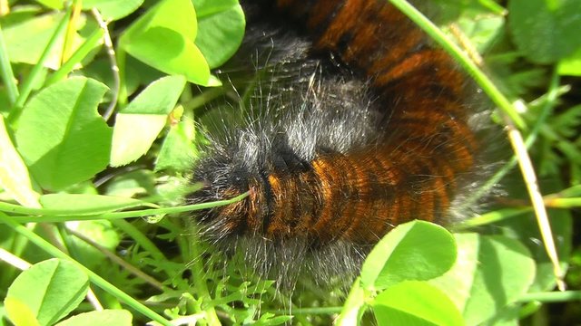 Brombeerspinner Raupe - Macrothylacia rubi