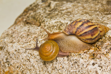 two snails on the rock
