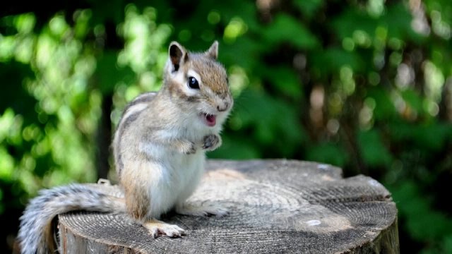 Бурундук (chipmunk) дышит и поправляет семечки во рту