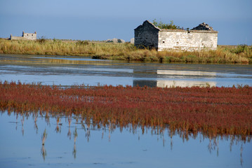 Autumn colors in salt marsh