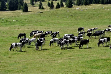 Deurstickers Koe cows