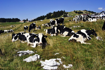 cows