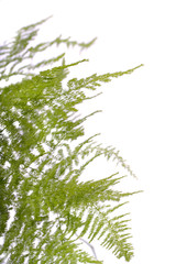 Fototapeta premium fern asparagus garden plant